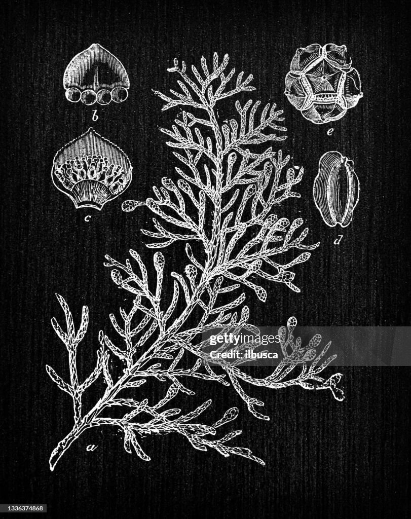 Botany plants antique engraving illustration: Cupressus sempervirens (Mediterranean cypress)