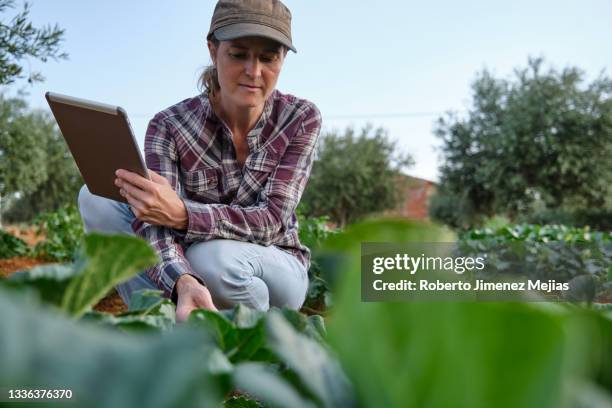 portrait of a woman farmer examining her agricultural plantation with a digital tablet. - bäuerin stock-fotos und bilder