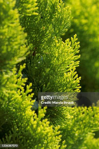 abstract pattern and detail in green foliage - american arborvitae stock pictures, royalty-free photos & images