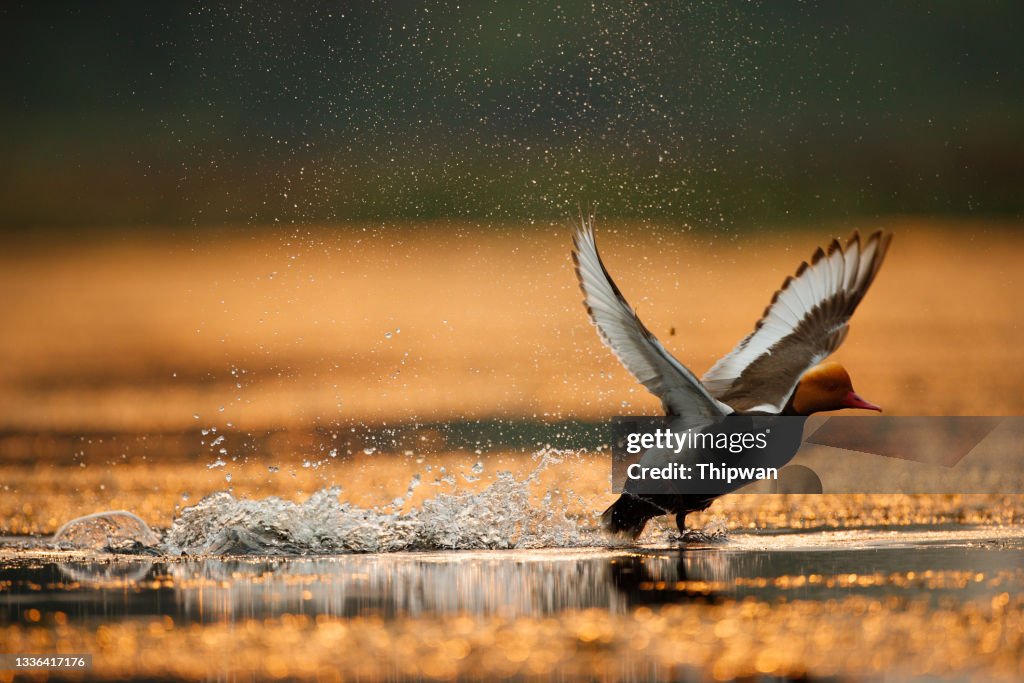 Water bird : adult male Red-crested pochard (Netta rufina)