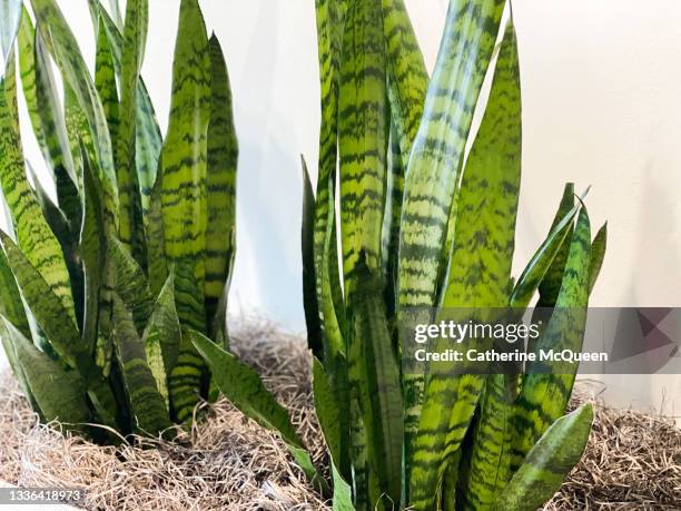 modern sleek white planter with large snake plants - dracena plant - fotografias e filmes do acervo