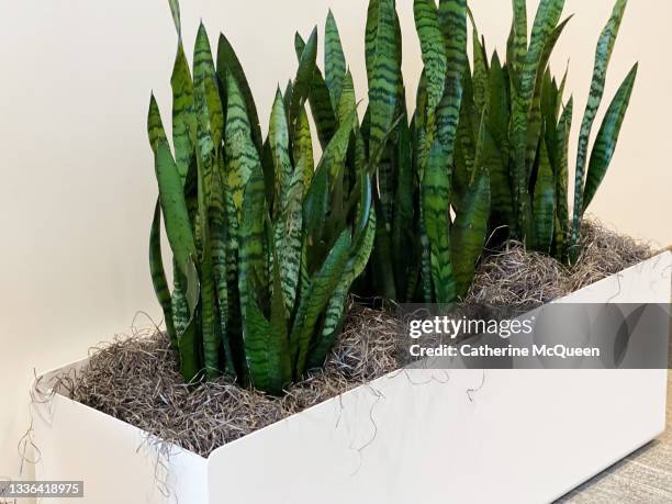modern sleek white planter with large snake plants - snake plant stock pictures, royalty-free photos & images