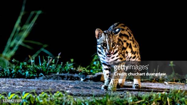 cat, leopard cat (prionailurus bengalensis) male, the hunter in the night in nature - prionailurus viverrinus stock pictures, royalty-free photos & images