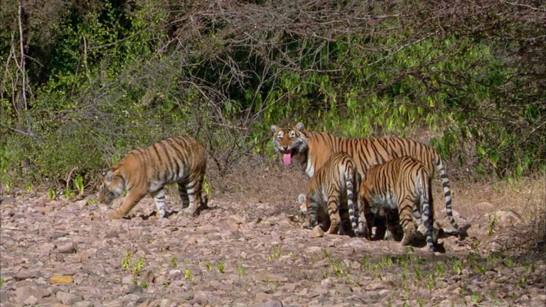 480 Funny Tiger Videos and HD Footage - Getty Images 480 Funny Tiger Videos and HD Footage - Getty Images