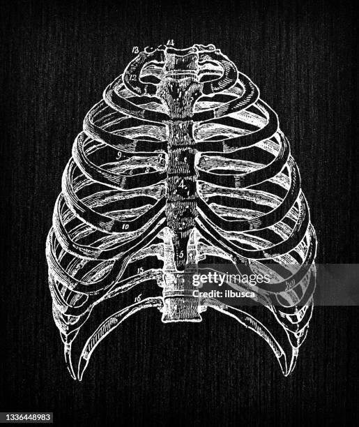 bildbanksillustrationer, clip art samt tecknat material och ikoner med antique illustration of human body anatomy: rib cage - rib cage