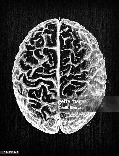 antike illustration der anatomie des menschlichen körpers nervensystem: gehirn - medical diagram stock-grafiken, -clipart, -cartoons und -symbole