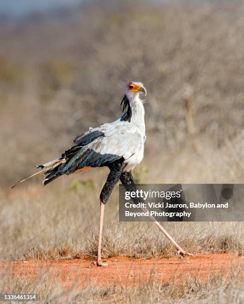 cute secretary bird strutting along a path at tsavo east, kenya - sekretär vogel stock-fotos und bilder