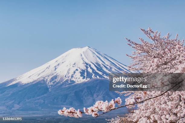 fuji mountain and pink sakura in springtime at kawaguchiko lake, japan - mt fuji stock-fotos und bilder