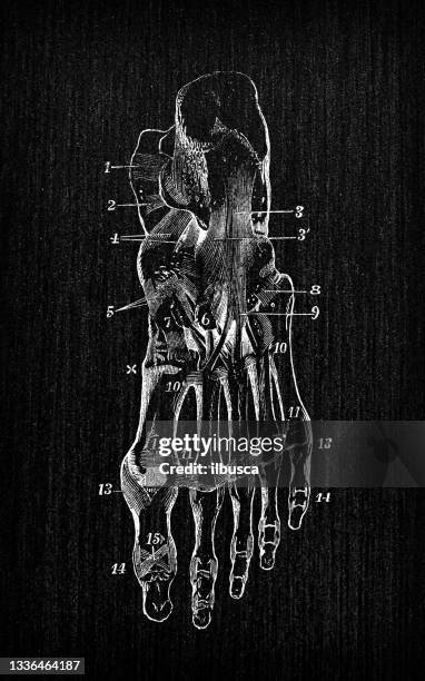 antike illustration der anatomie des menschlichen körpers: knöchelfußgelenk - medical diagram stock-grafiken, -clipart, -cartoons und -symbole