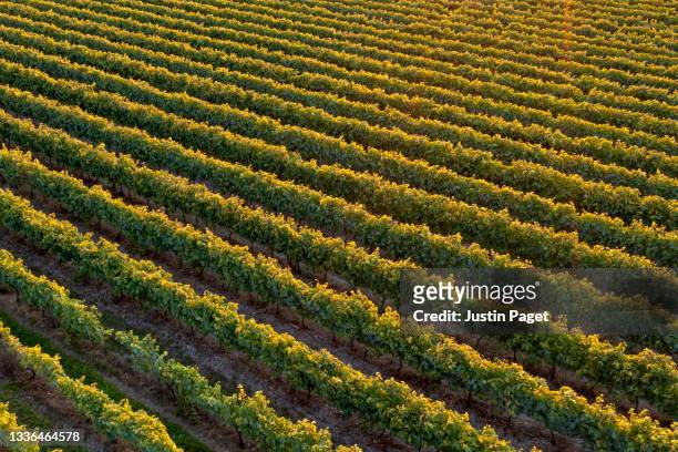 drone view of rows of fine wine vines bathing in the warm evening sun - vingård bildbanksfoton och bilder