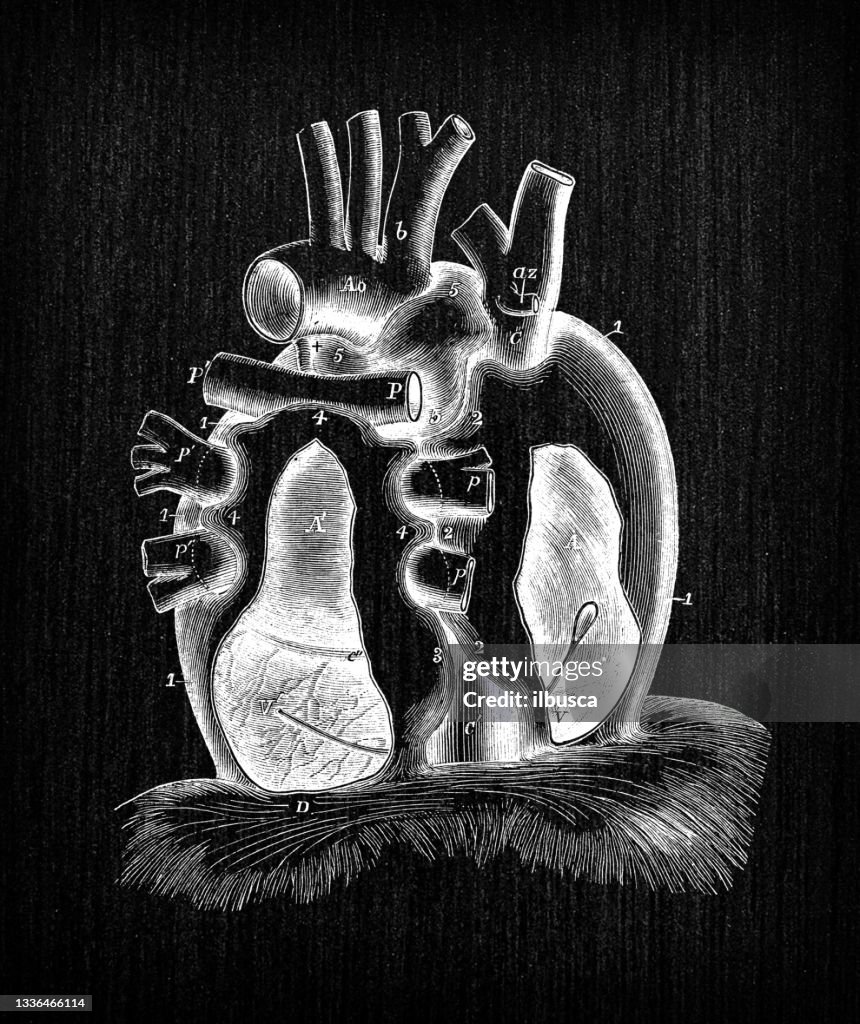 Antique illustration of human body anatomy: Pericardium