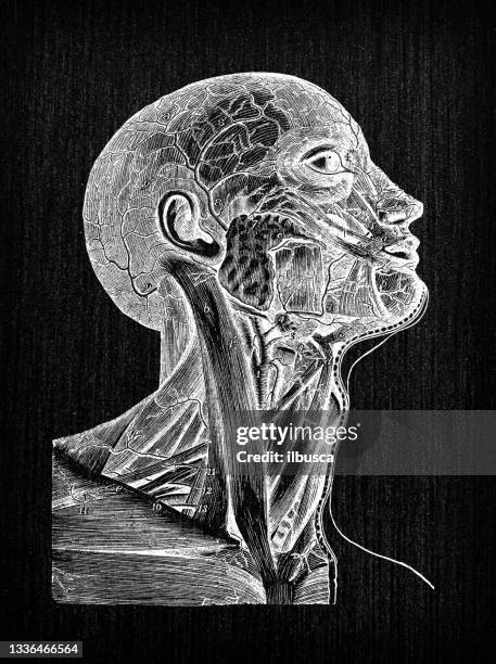 antique illustration of human body anatomy: carotid and neck arteries - human head veins stock illustrations