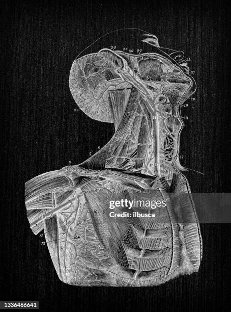 antique illustration of human body anatomy: carotid and neck arteries - cardiovascular system stock illustrations stock illustrations