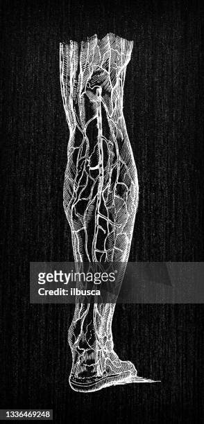 ilustrações, clipart, desenhos animados e ícones de ilustração antiga da anatomia do corpo humano: veias das pernas - veia humana