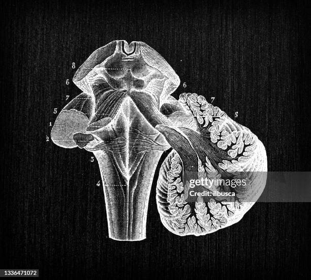 antique illustration of human body anatomy nervous system: medulla oblongata - anatomy charts stock illustrations