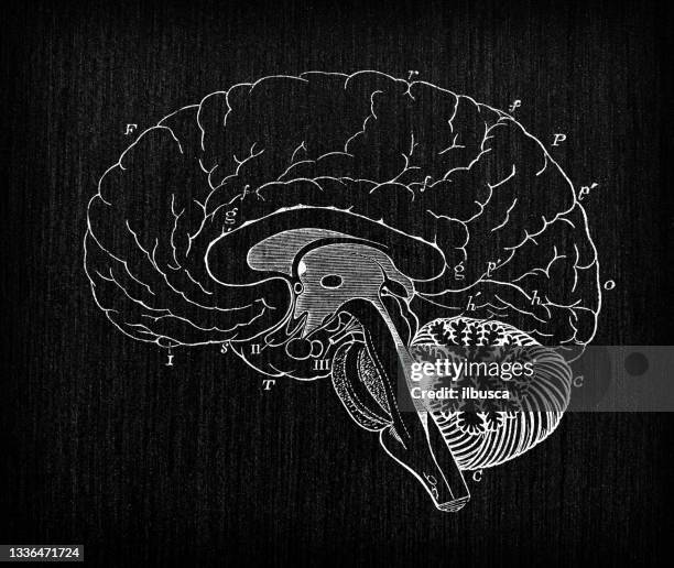 ilustrações, clipart, desenhos animados e ícones de ilustração antiga do sistema nervoso de anatomia do corpo humano: seção cerebral - diagramas médicos