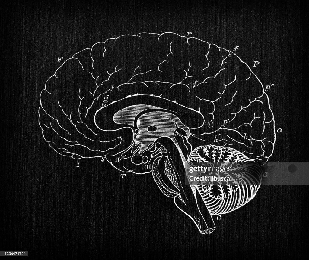 Antique illustration of human body anatomy nervous system: Brain section