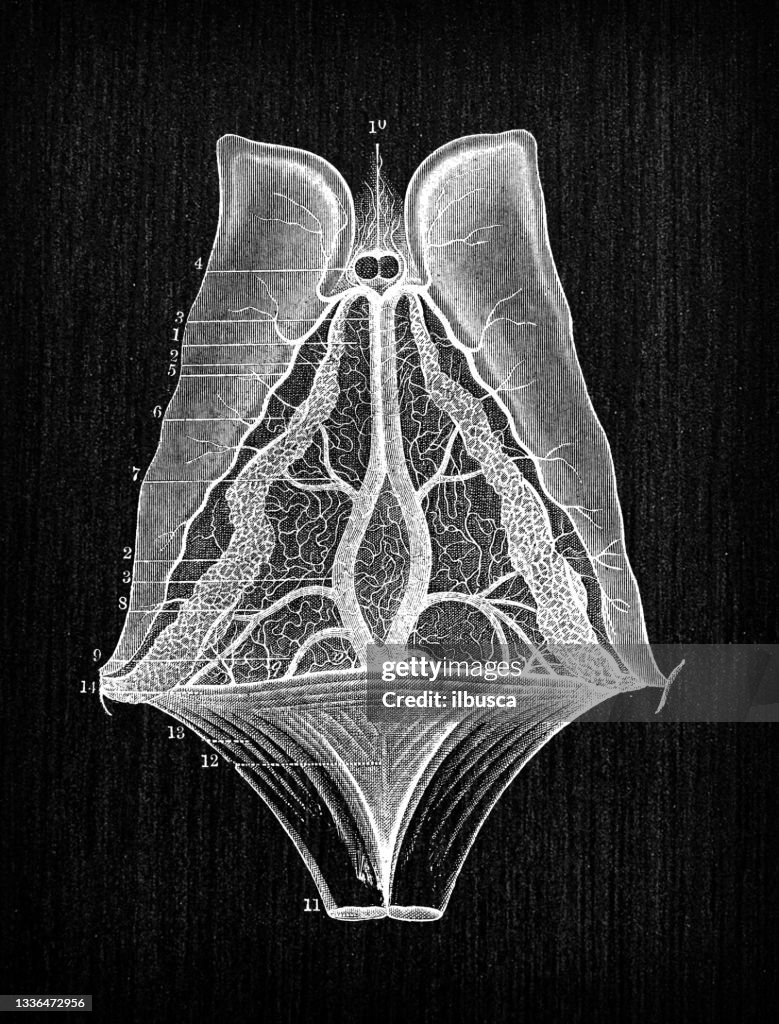 Antique illustration of human body anatomy nervous system: Velum Interpositum, Choroid Plexus, Corpora Striata