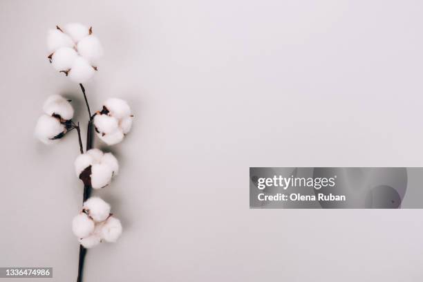 cotton flowers on a branch on bright background - cotonnier photos et images de collection