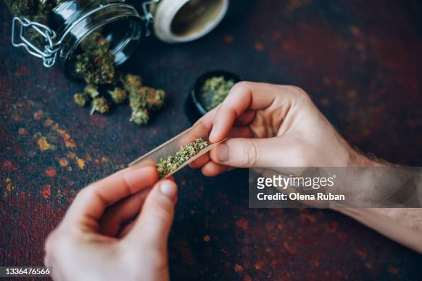 man's hands twist marijuana into a cigar - marijuana plant imagens e fotografias de stock