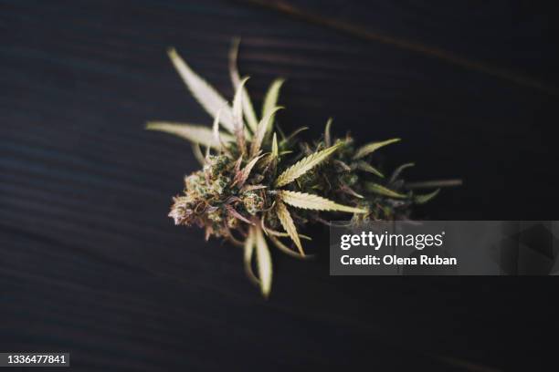 big green cone of marijuana on table - wildpflanze stock-fotos und bilder