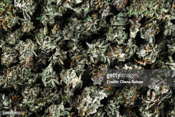 beautiful green cones of marijuana close up - hemp stalks stock pictures, royalty-free photos & images