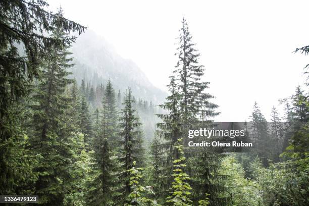 landscape with spruce, mountains and fog - tatra mountains photos et images de collection