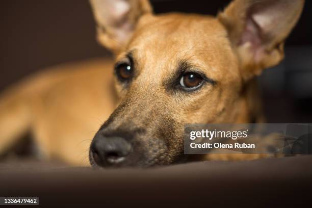 red-haired dog listens attentively - portrait dark background stock pictures, royalty-free photos & images