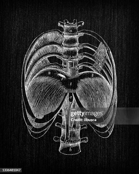 antike darstellung der anatomie des menschlichen körpers: zwerchfell muskeln - zwerchfell stock-grafiken, -clipart, -cartoons und -symbole