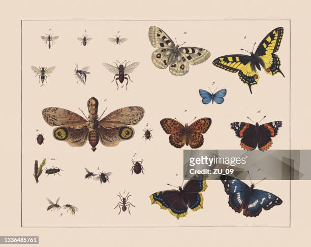 stockillustraties, clipart, cartoons en iconen met hymenoptera, hemiptera and butterflies (lepidoptera), hand-colored chromolithograph, published in 1882 - bee stock illustrations