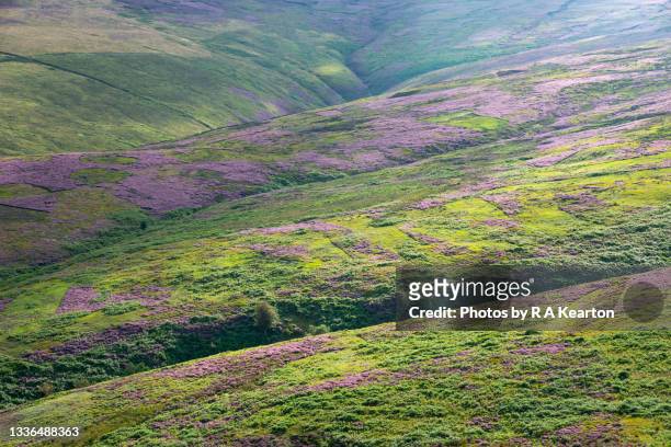 summer sunlight on heather moorland in pennine hills - moor stock pictures, royalty-free photos & images