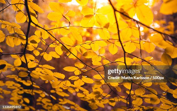 close-up of yellow maple leaves on tree,sundsstrand,uddevalla,sweden - yellow nature stock-fotos und bilder