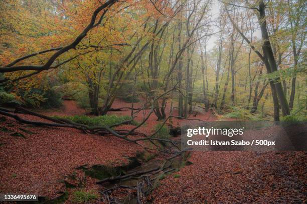trees in forest during autumn,epping forest,united kingdom,uk - epping forest stock pictures, royalty-free photos & images
