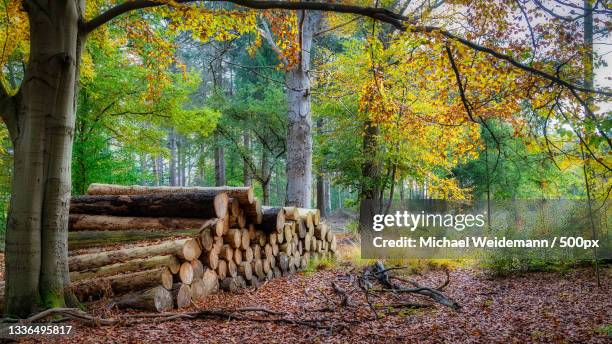 trees in forest during autumn,am kiwitt,isselburg,germany - log stock-fotos und bilder