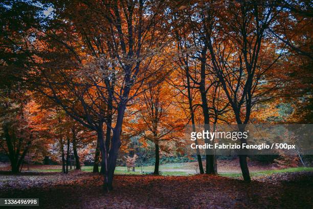 trees in park during autumn,torino,turin,italy - stagioni stock pictures, royalty-free photos & images