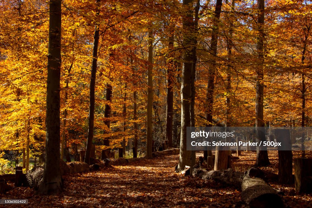 Trees in forest during autumn,Iroquois Park,United States,USA