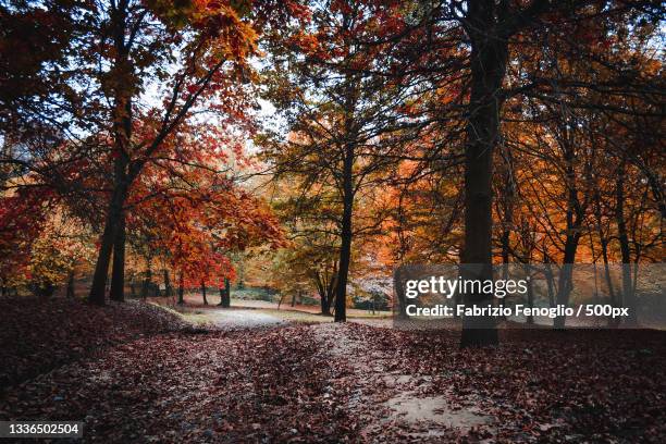 trees in park during autumn,torino,turin,italy - stagioni stock pictures, royalty-free photos & images