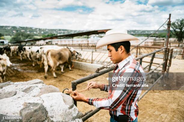 farmer working in cattle farm - mexican cowboy stock pictures, royalty-free photos & images