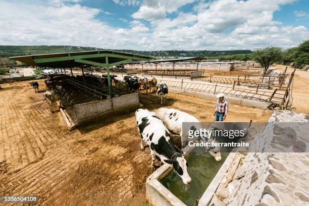 farmer working in cattle farm - mexican cowboy stock pictures, royalty-free photos & images