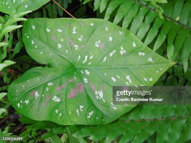 spectacular heart of jesus plant leaf . caladium. araceae family. - caladium fotografías e imágenes de stock