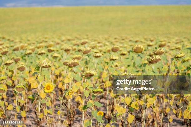 field of ripe sunflowers - monoculture stock pictures, royalty-free photos & images