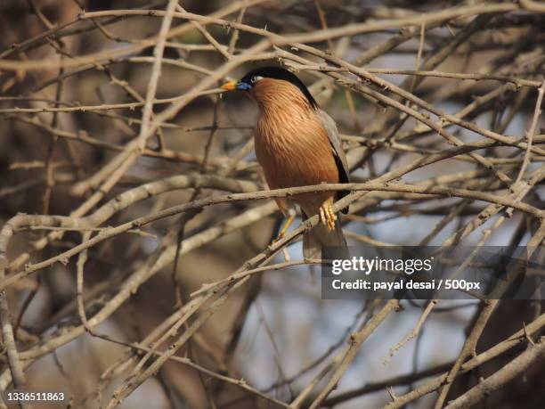 close-up of tropical songbird perching on bare tree,gir national park,gujarat,india - ギールフォーレスト国立公園 ストックフォトと画像