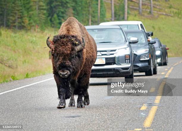 bison in  yellowstone - buffalo stockfoto's en -beelden