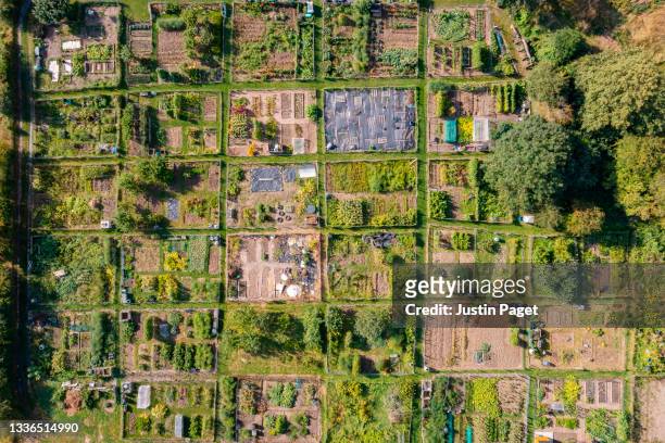 drone view looking down onto an allotment garden - community garden stockfoto's en -beelden
