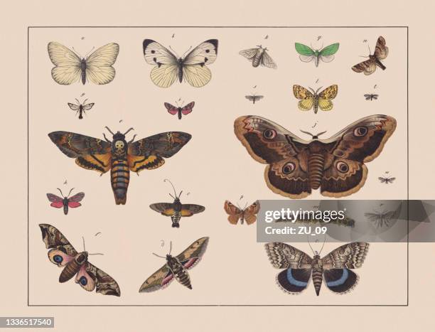 moths (tineidae), hand-colored chromolithograph, published in 1882 - aporia crataegi stock illustrations