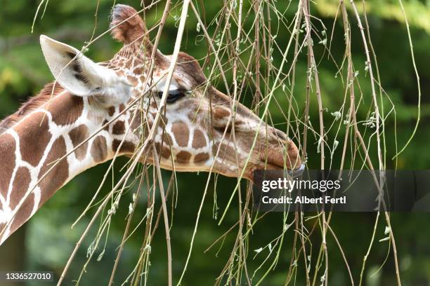 giraffe - berlin zoo fotografías e imágenes de stock