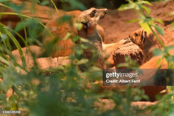 erdmännchen und fuchsmangusten - erdmännchen stock pictures, royalty-free photos & images