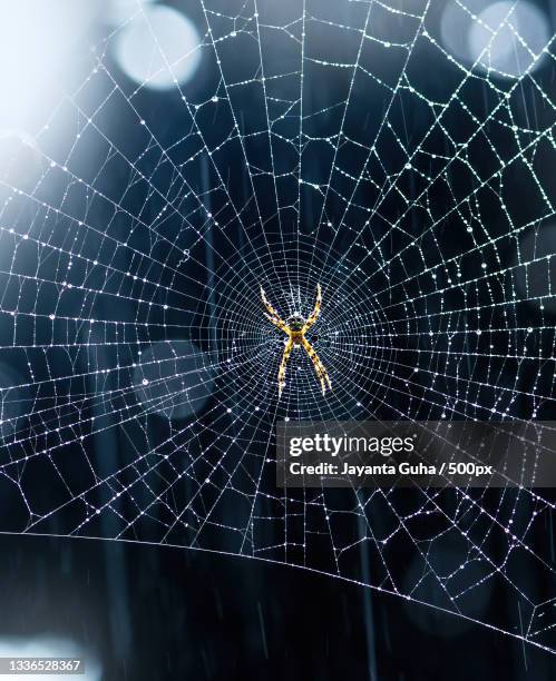 close-up of spider on web,buxa tiger reserve,india - dark botanical fauna stockfoto's en -beelden