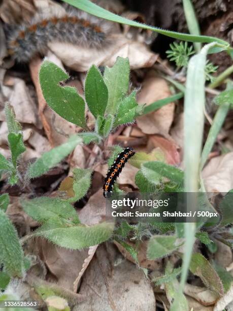 Iran Insects 163 Shahbazi Stock Photos, High-Res Pictures, and Images - Getty Images