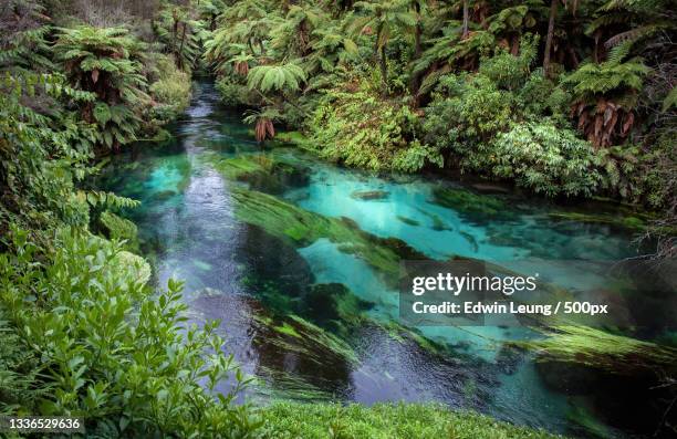 high angle view of river amidst trees in forest,te waihou walkway,new zealand - rotorua stock pictures, royalty-free photos & images